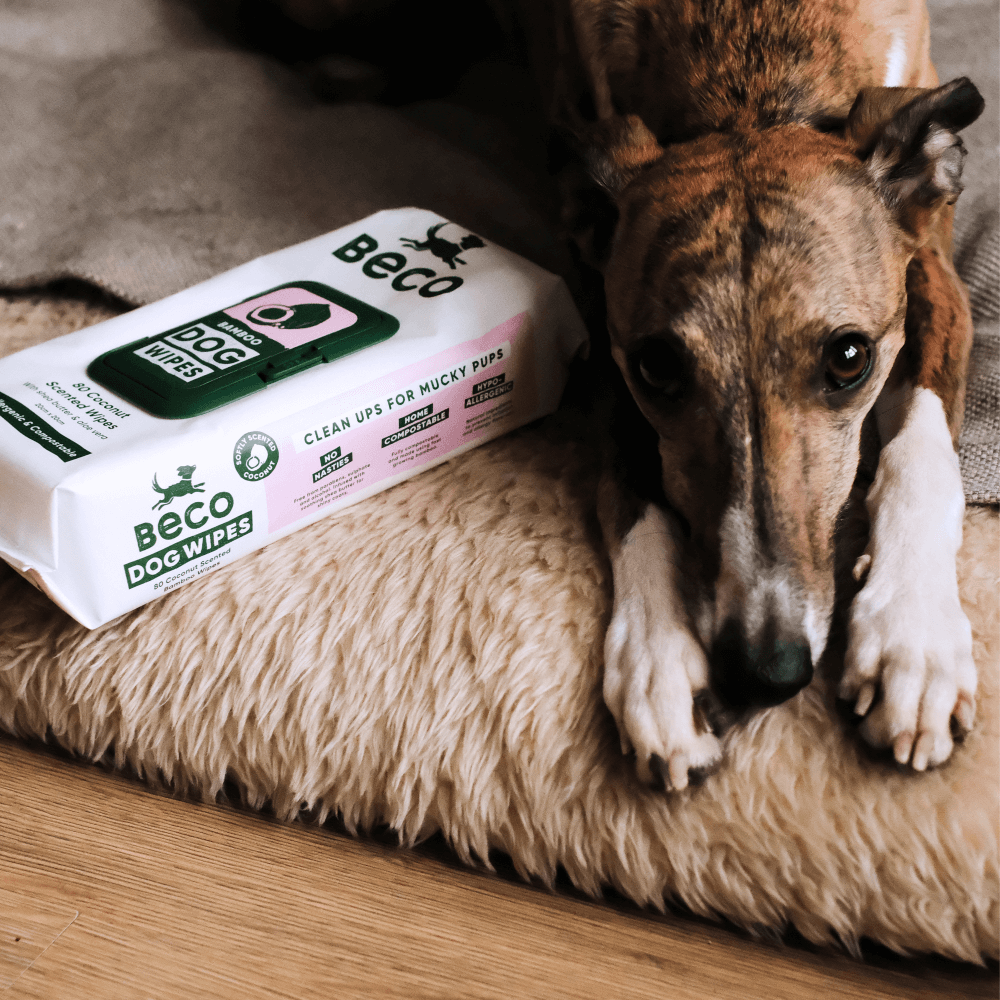 Compostable Wipes 2 Compostable Wipes