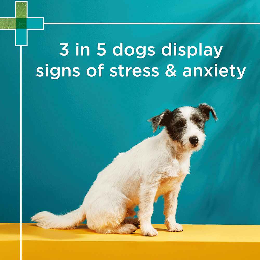 Complete Calm Chews For Small Dogs 6 Complete Calm Chews For Small Dogs