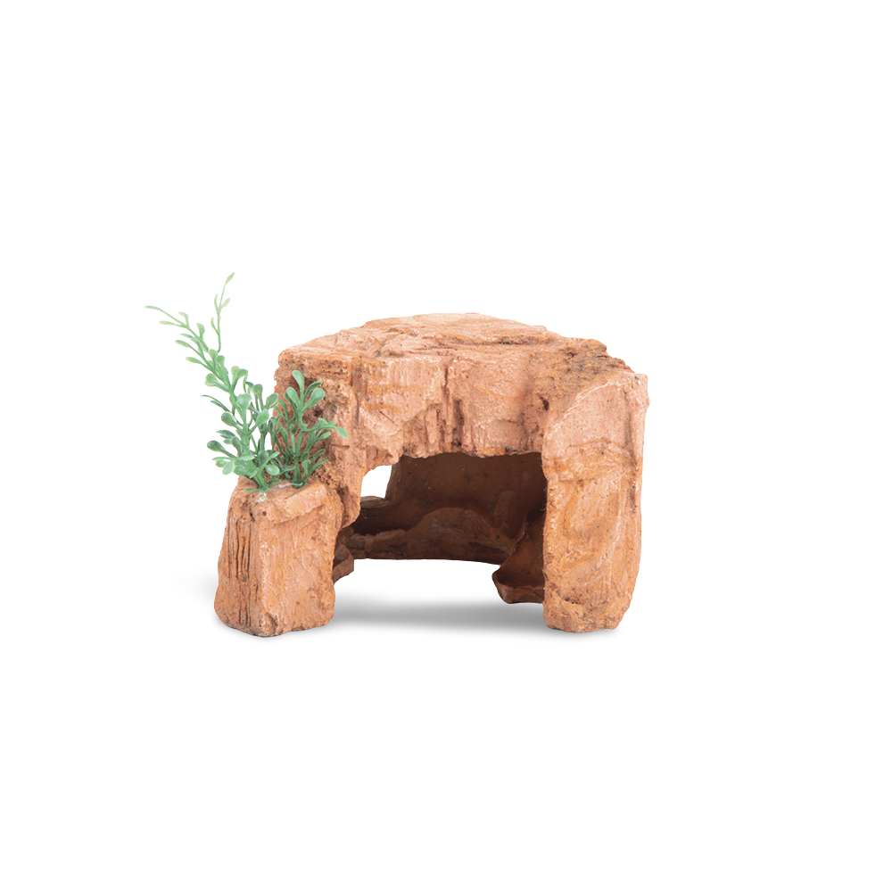 Sandstone Rock With Plant