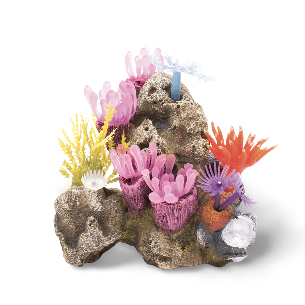 Soft Coral Garden With Rock