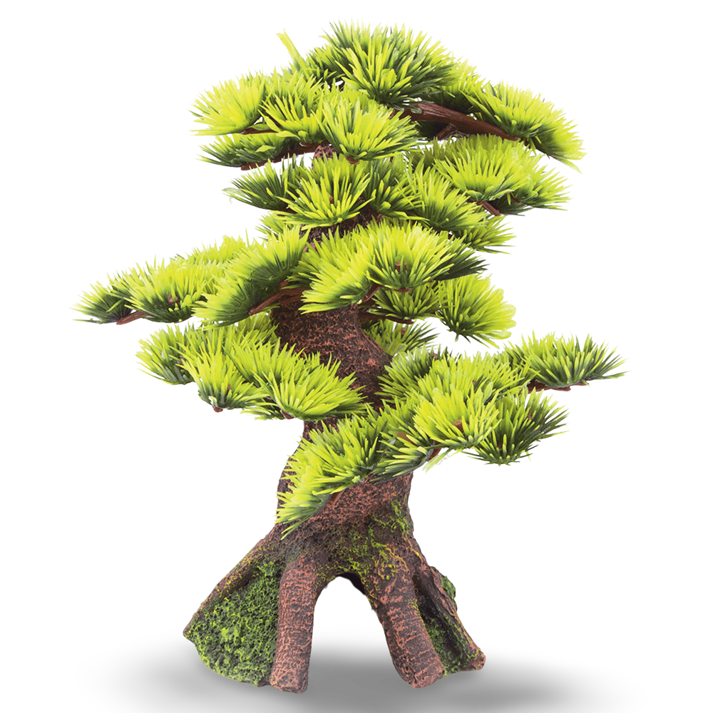 Bonsai Plant