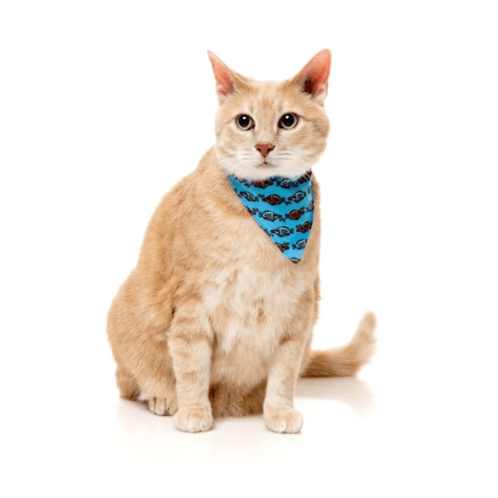 Soy Sauce Fish Cat Fashion Pack 2 Soy Sauce Fish Cat Fashion Pack