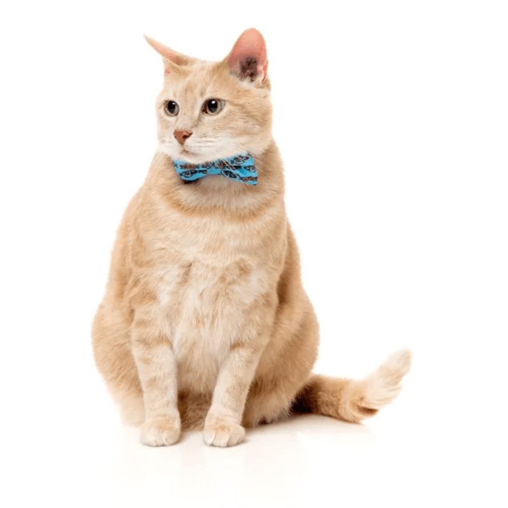 Soy Sauce Fish Cat Fashion Pack 3 Soy Sauce Fish Cat Fashion Pack