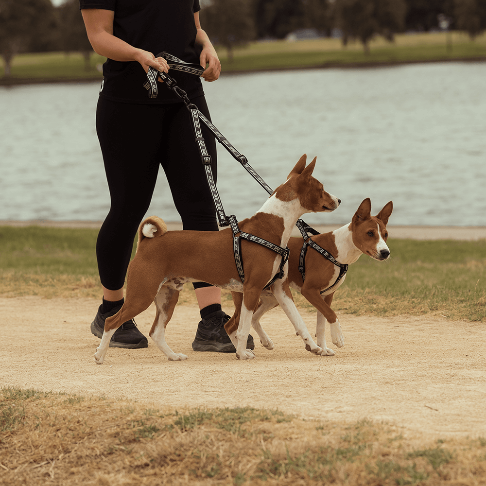 Active Strap Lead Splitter Dog