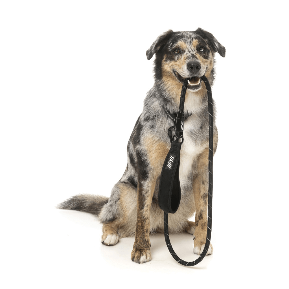 Active Rope Lead Dog Black