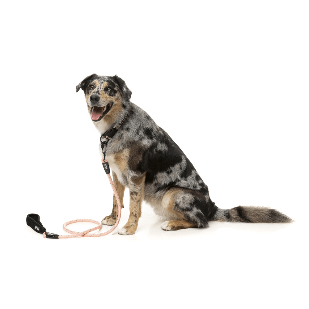 Active Rope Lead Dog Peach