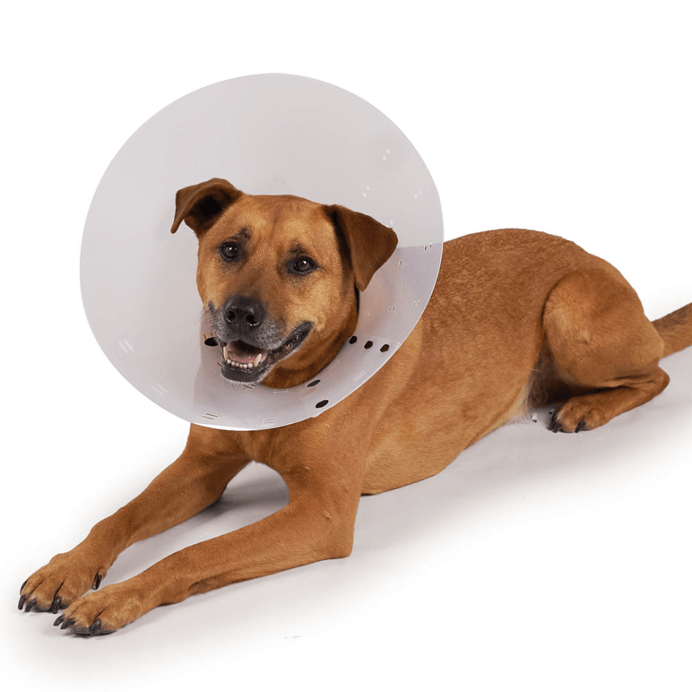 Clear Recovery Collar For Cats And Dogs 12 Clear Recovery Collar For Cats And Dogs