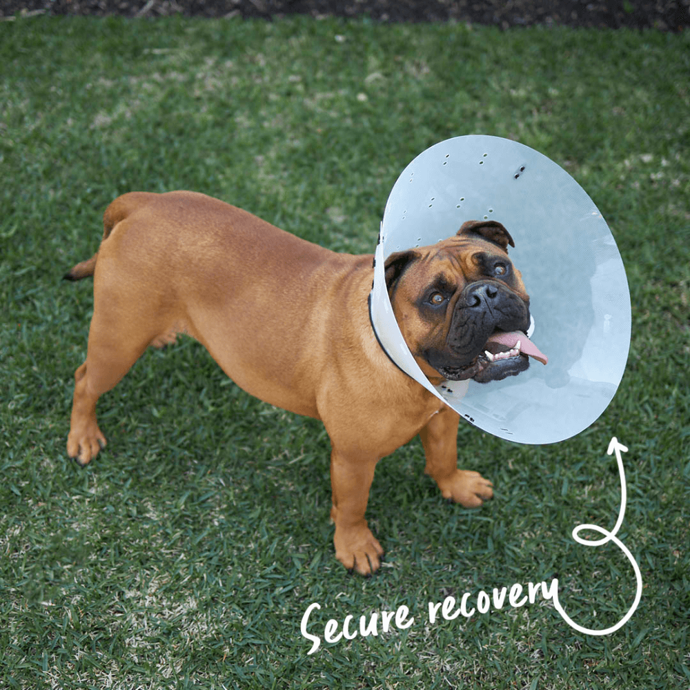 Clear Recovery Collar For Cats And Dogs 3 Clear Recovery Collar For Cats And Dogs