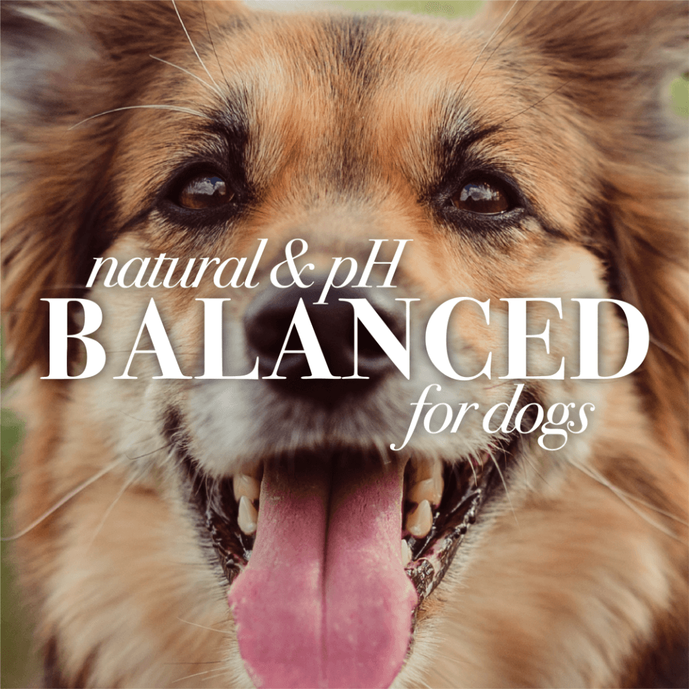 Oatmeal Shampoo For Dogs 7 Oatmeal Shampoo For Dogs
