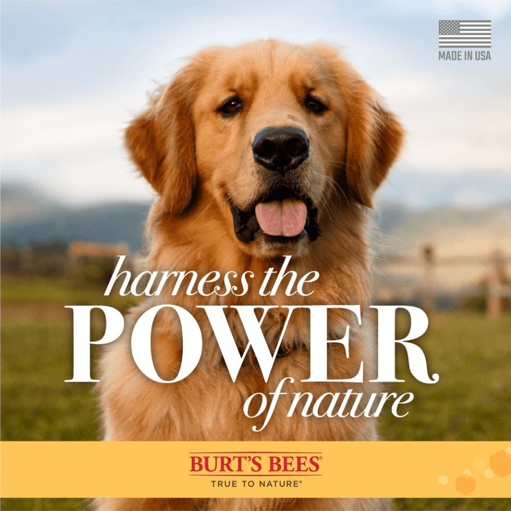 Oatmeal Shampoo For Dogs 8 Oatmeal Shampoo For Dogs