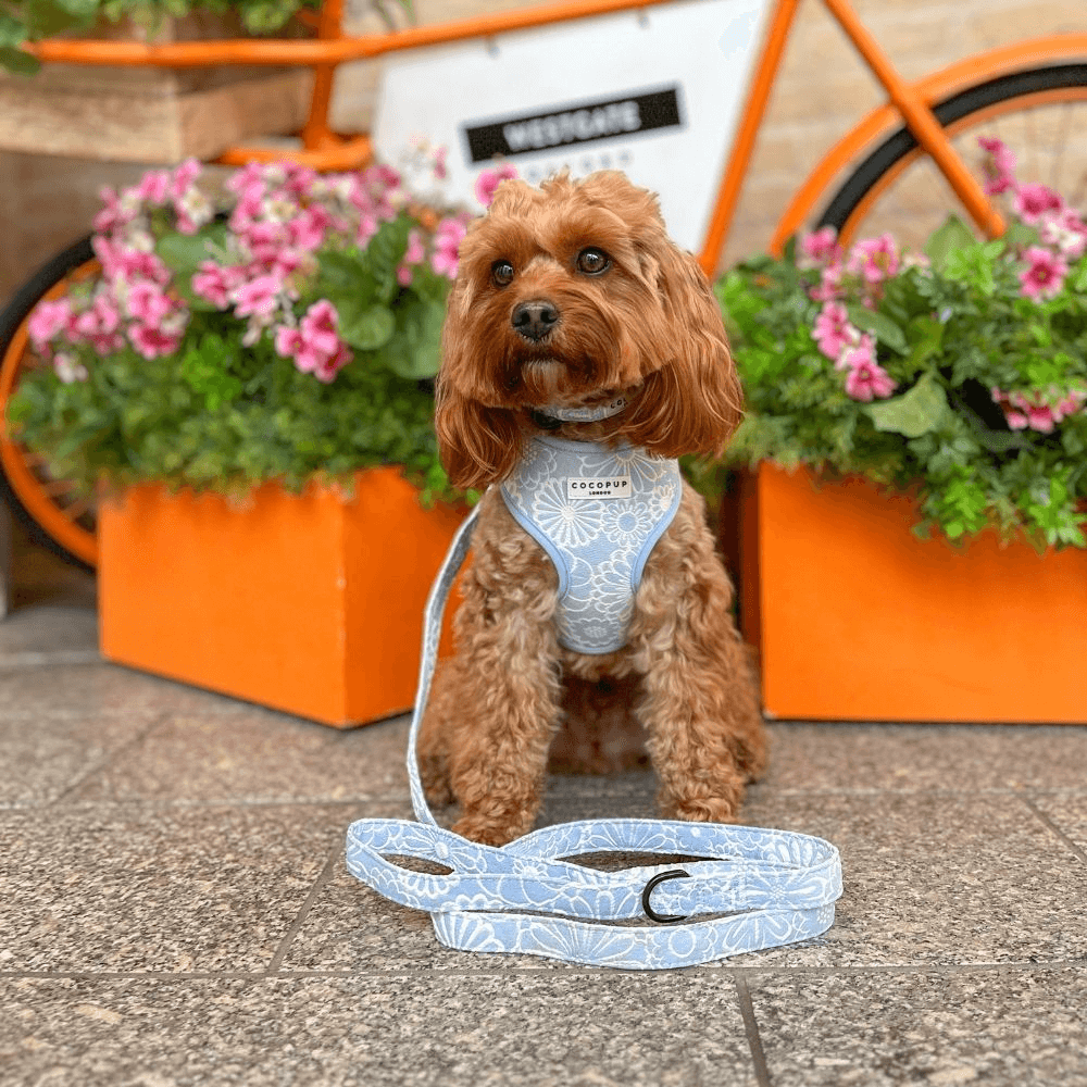 Dog Lead Baby Blue Flower 3 Dog Lead Baby Blue Flower