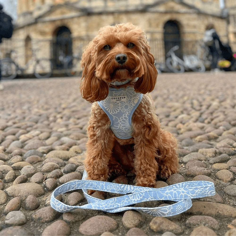 Dog Lead Baby Blue Flower 4 Dog Lead Baby Blue Flower