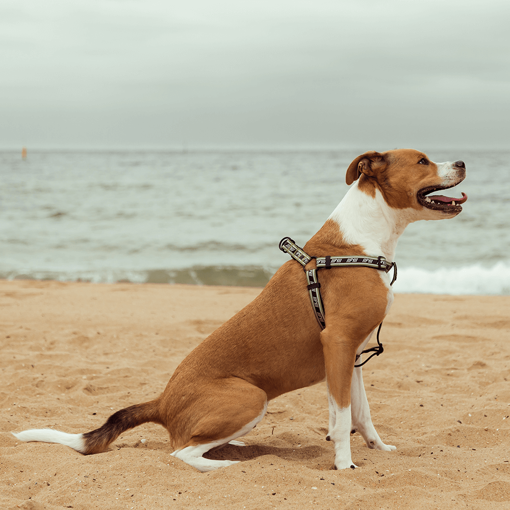 Active Strap Harness Dog Khaki
