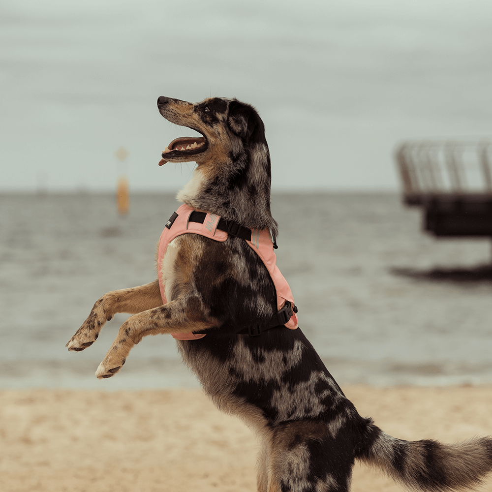 Active Go Harness Dog Peach 7 Active Go Harness Dog Peach