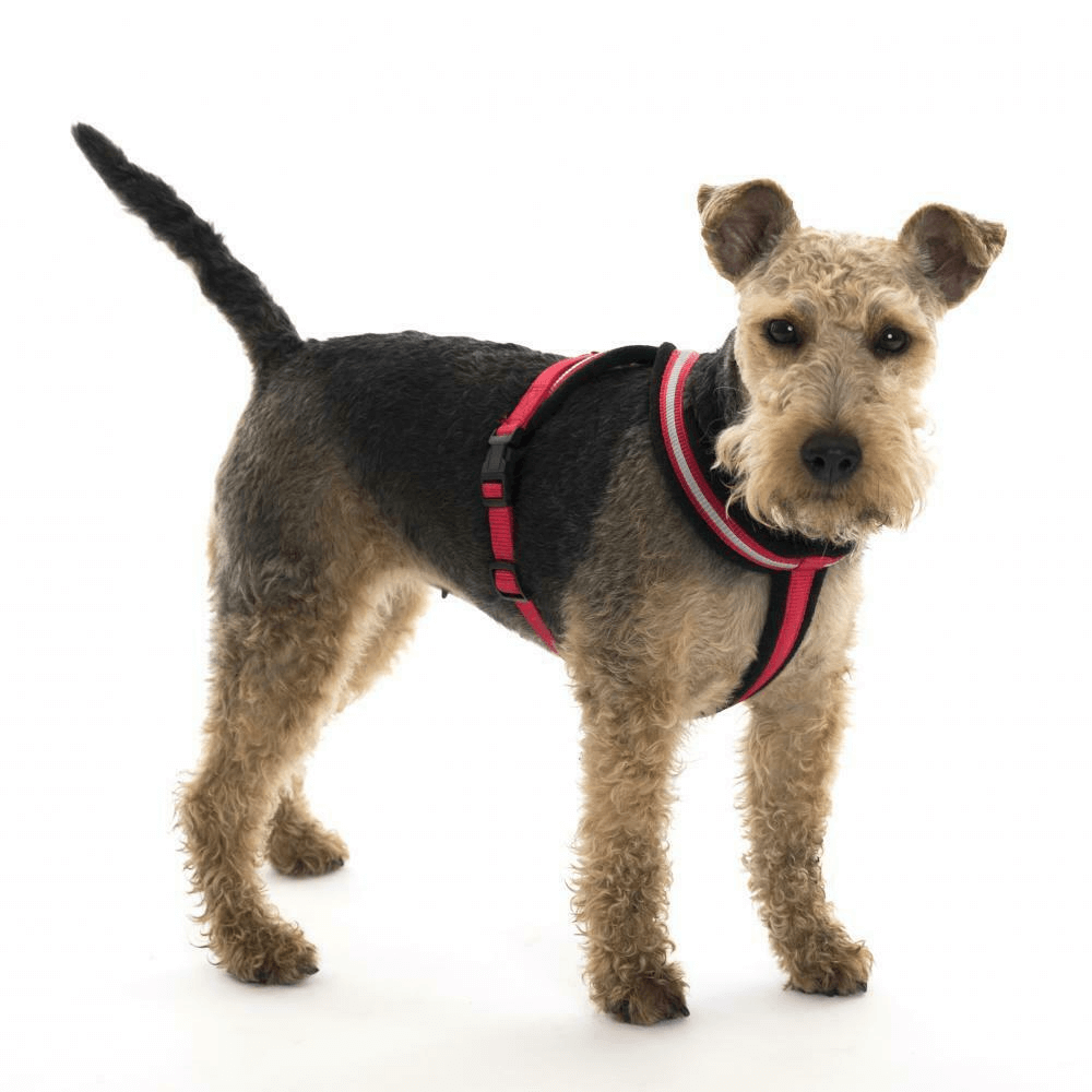 Halti Comfy Dog Harness 5 Halti Comfy Dog Harness