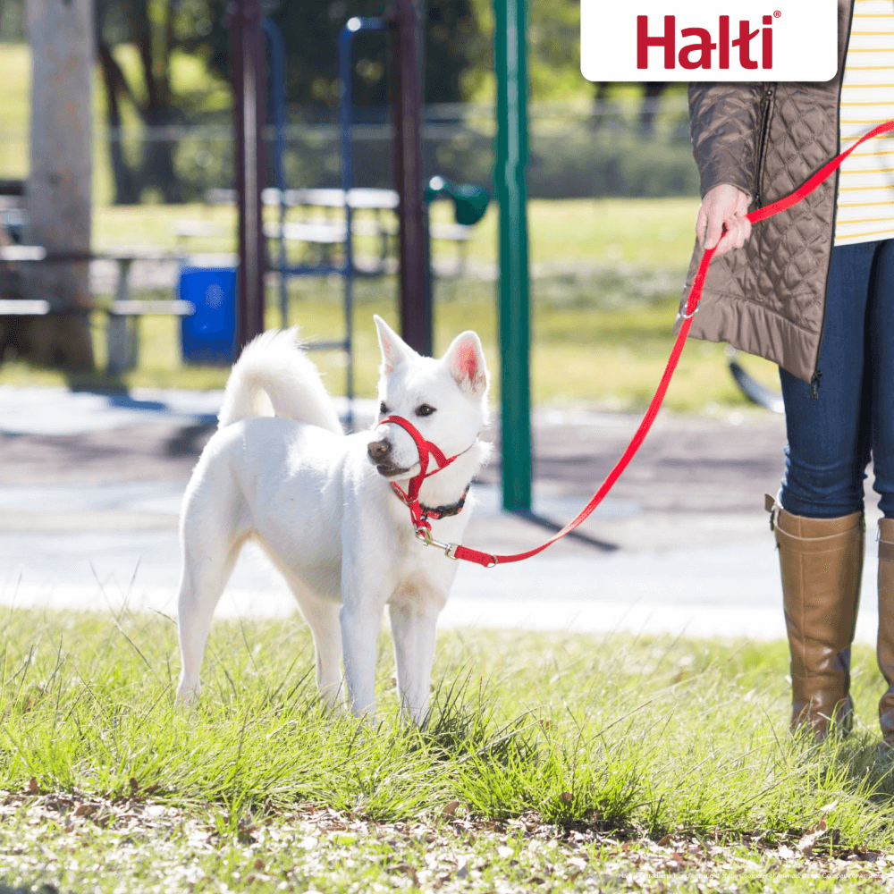 Multi Function Training Dog Lead Red 5 Multi Function Training Dog Lead Red