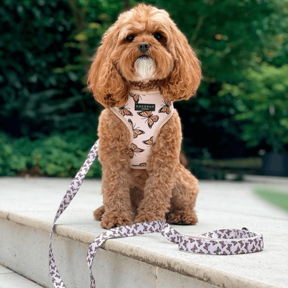 Adjustable Neck Dog Harness Boujee Butterfly 4 Adjustable Neck Dog Harness Boujee Butterfly