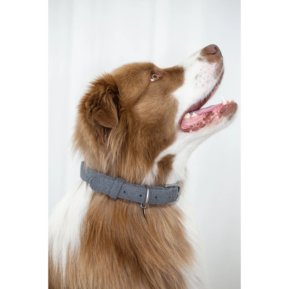 Collar Medium Dog Charcoal Collar 5 Collar Medium Dog Charcoal Collar