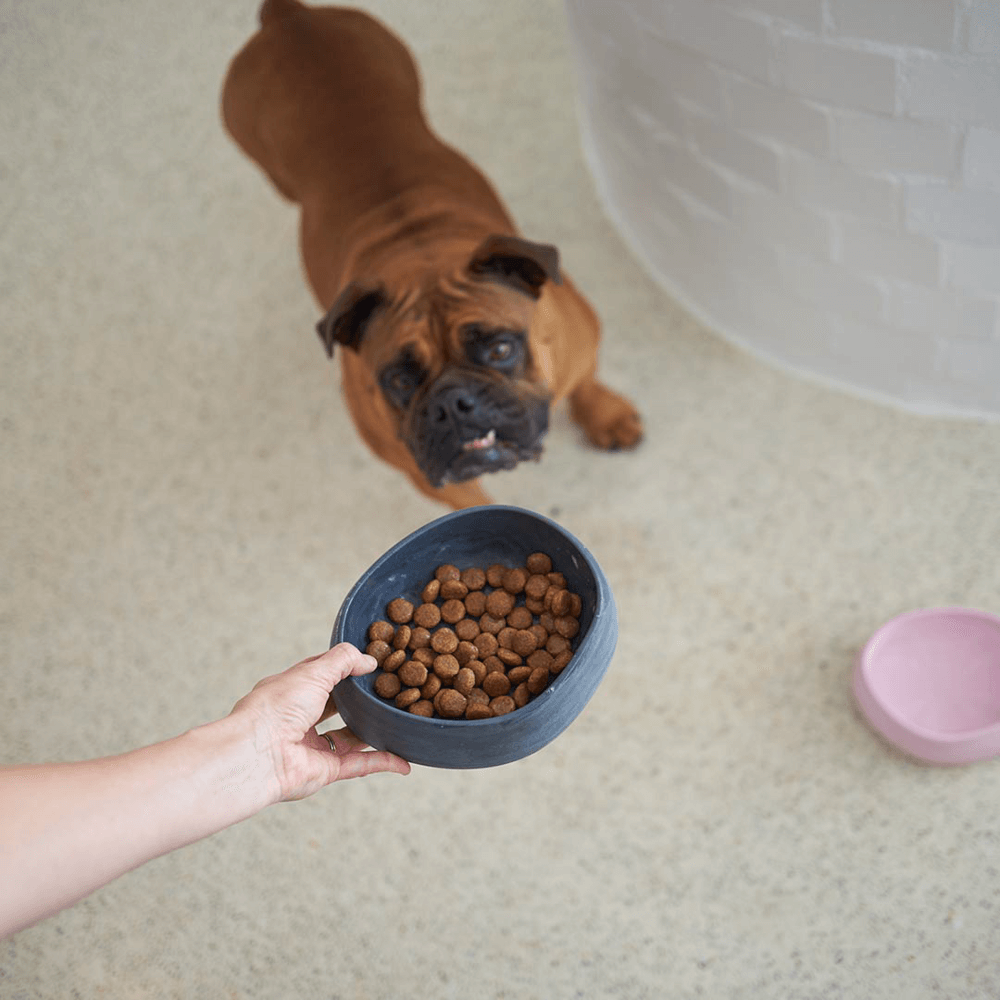 The Better Bowl Australian Recycled Plastic Dog Bowl Charcoal 6 The Better Bowl Australian Recycled Plastic Dog Bowl Charcoal