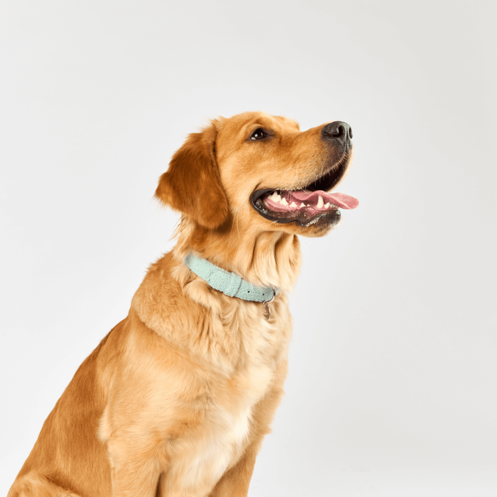 Dog Collar Sage 5 Dog Collar Sage