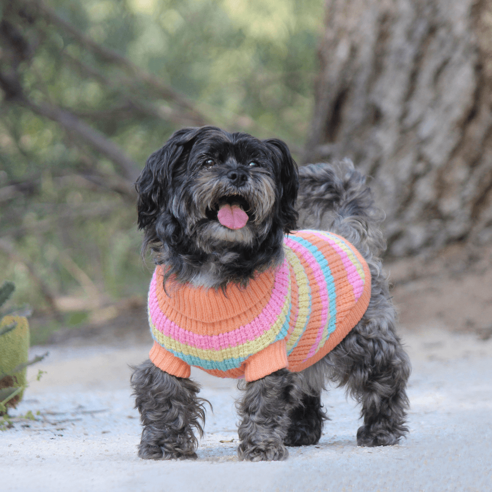 Jumper Soho Knit Sherbert 6 Jumper Soho Knit Sherbert