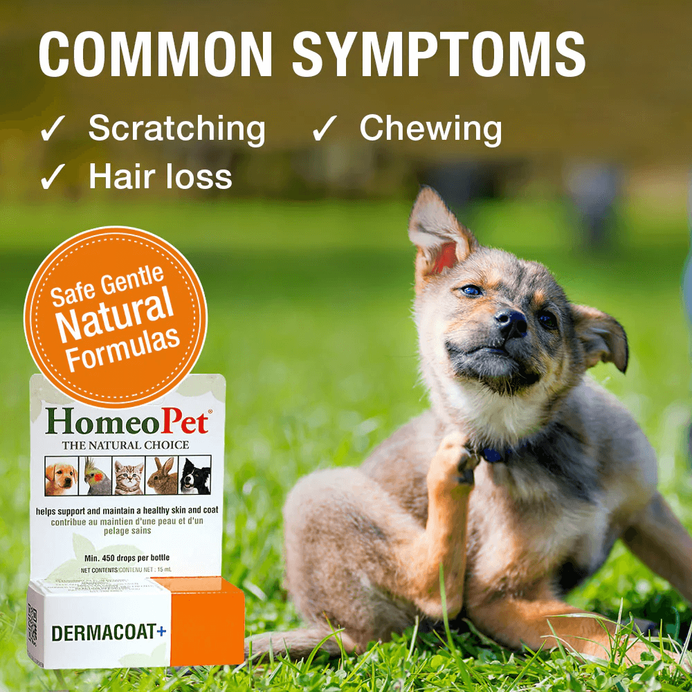 Dermacoat Plus 4 Dermacoat Plus