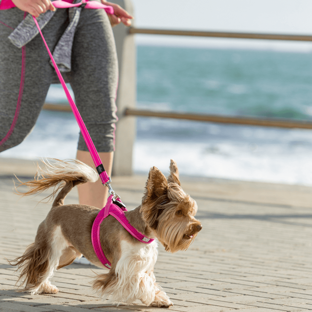 Pink Dog Lead 3 Pink Dog Lead