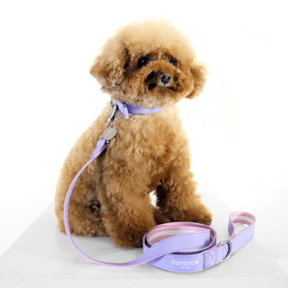 Florence Appleskin Dog Leash Purple 5 Florence Appleskin Dog Leash Purple