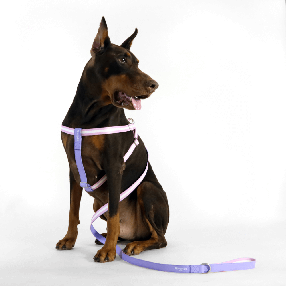 Florence Appleskin Dog Leash Purple 6 Florence Appleskin Dog Leash Purple