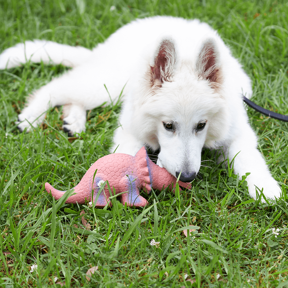 Latex Triceratops Dog Toy 3 Latex Triceratops Dog Toy