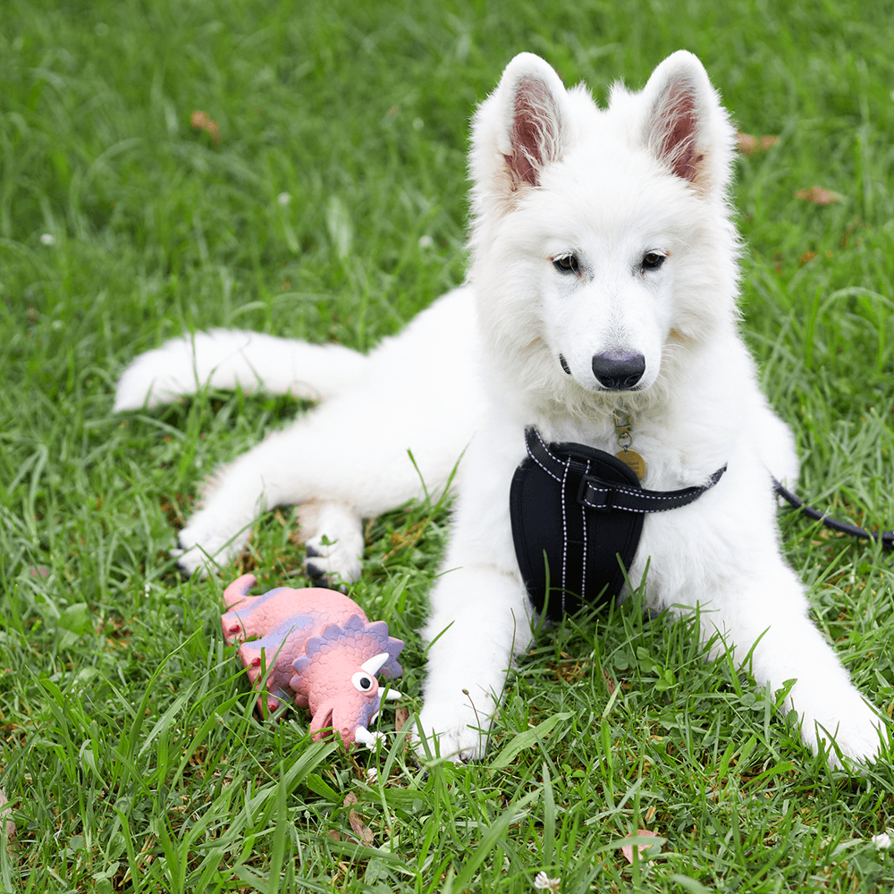 Latex Triceratops Dog Toy 4 Latex Triceratops Dog Toy
