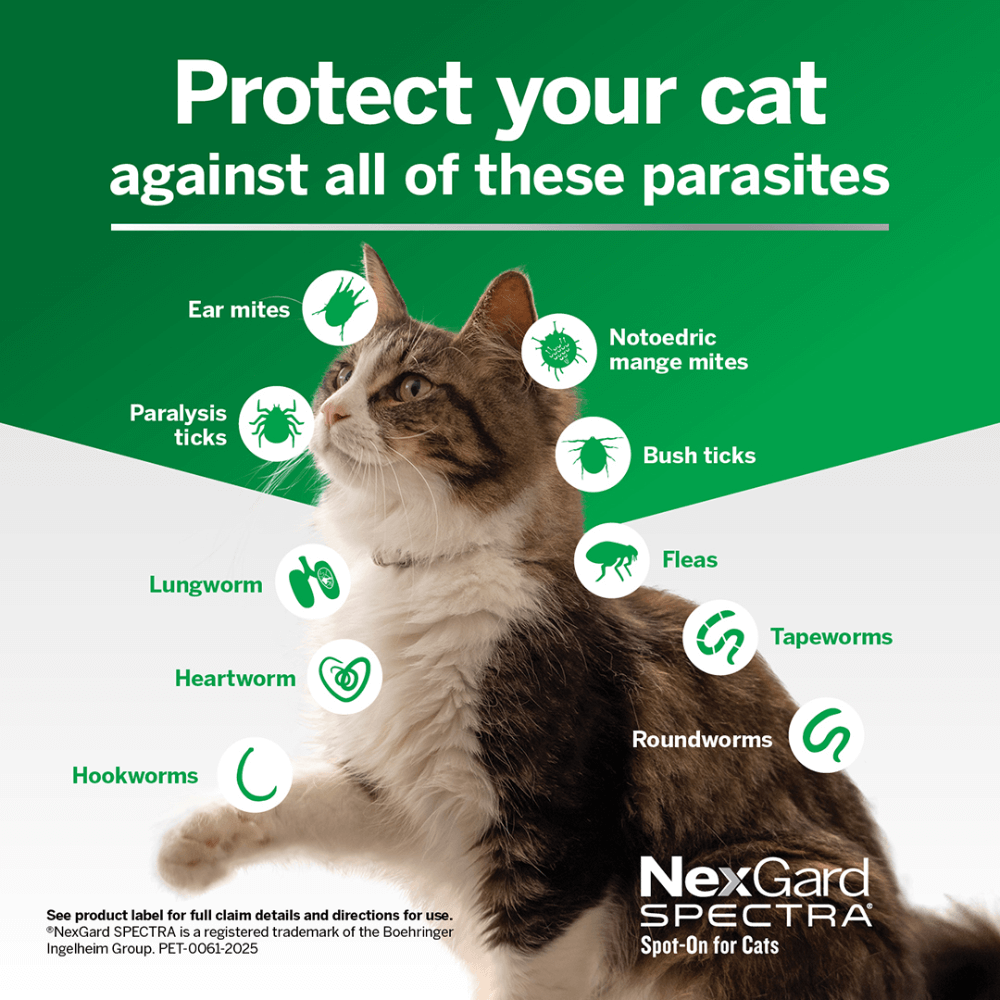 Spot On For Small Cats And Kittens Purple 5 Spot On For Small Cats And Kittens Purple