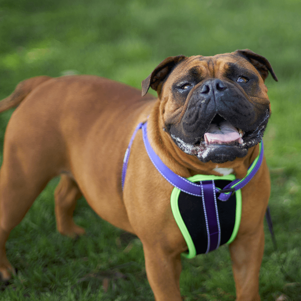 Harness Active Purple 2 Harness Active Purple