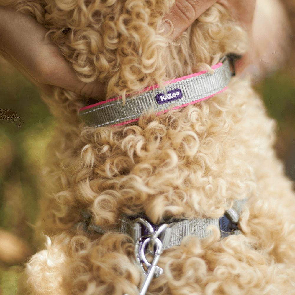 Collar Active Silver 2 Collar Active Silver