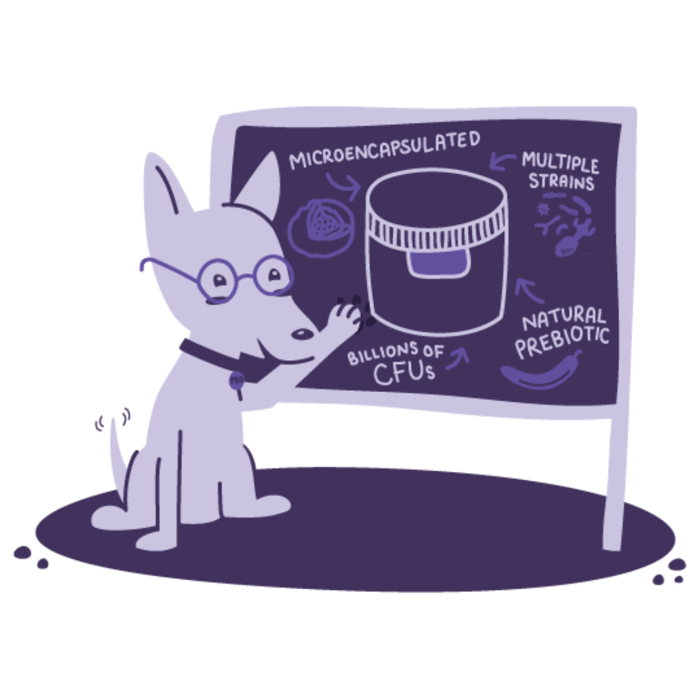 Stress And Anxiety Probiotics For Dogs And Cats 4 Stress And Anxiety Probiotics For Dogs And Cats