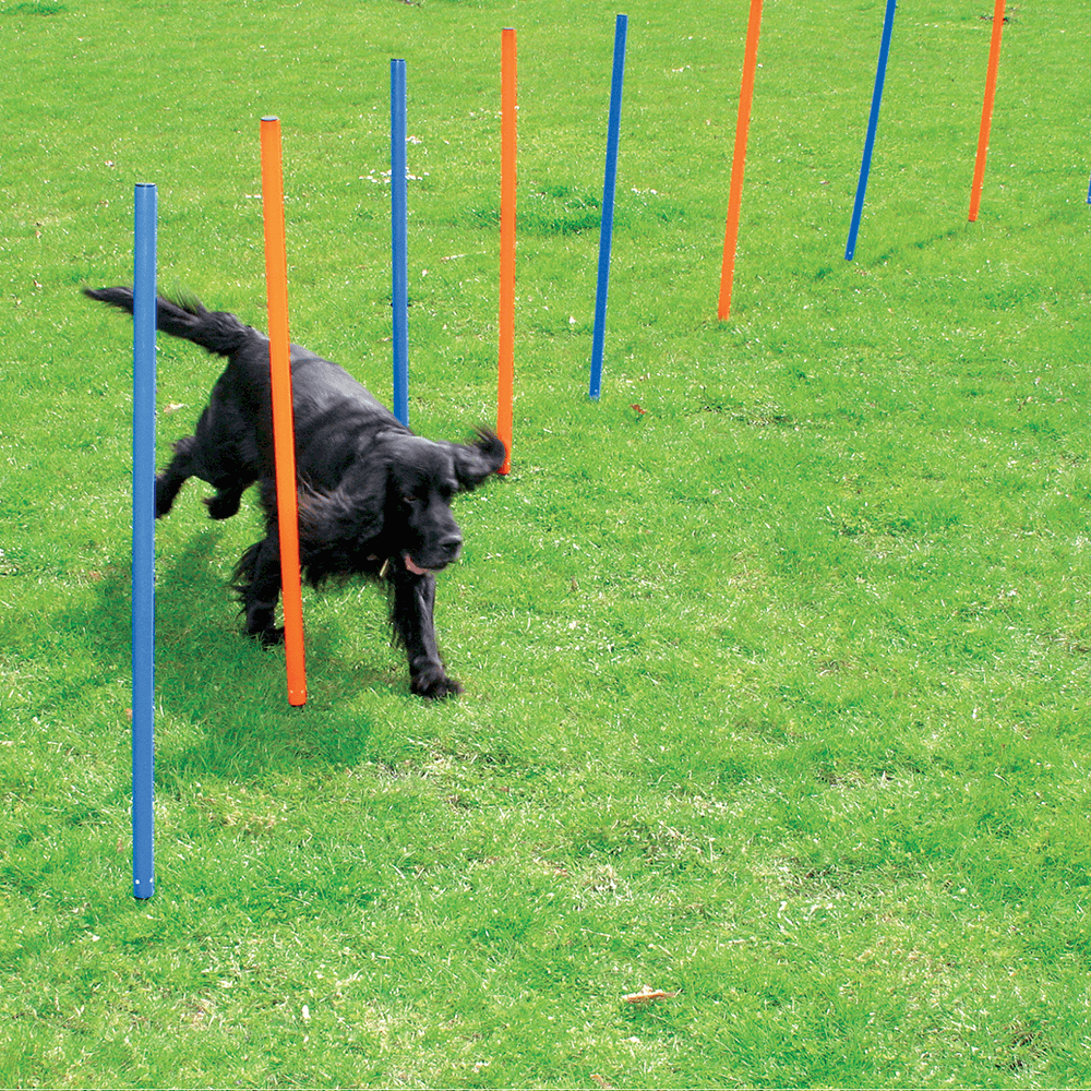 Agility Poles 1 Agility Poles