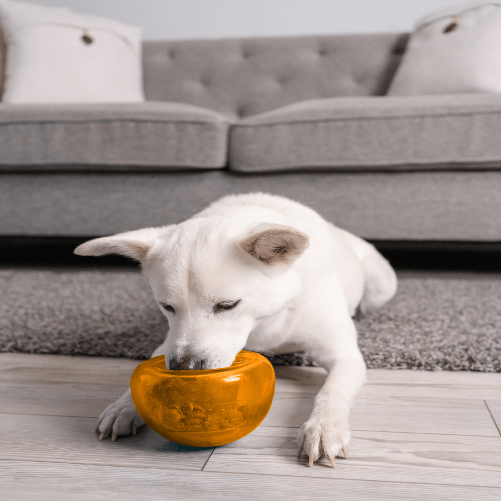 Orbee Tuff Snoop Interactive Dog Toy Orange 16 Orbee Tuff Snoop Interactive Dog Toy Orange