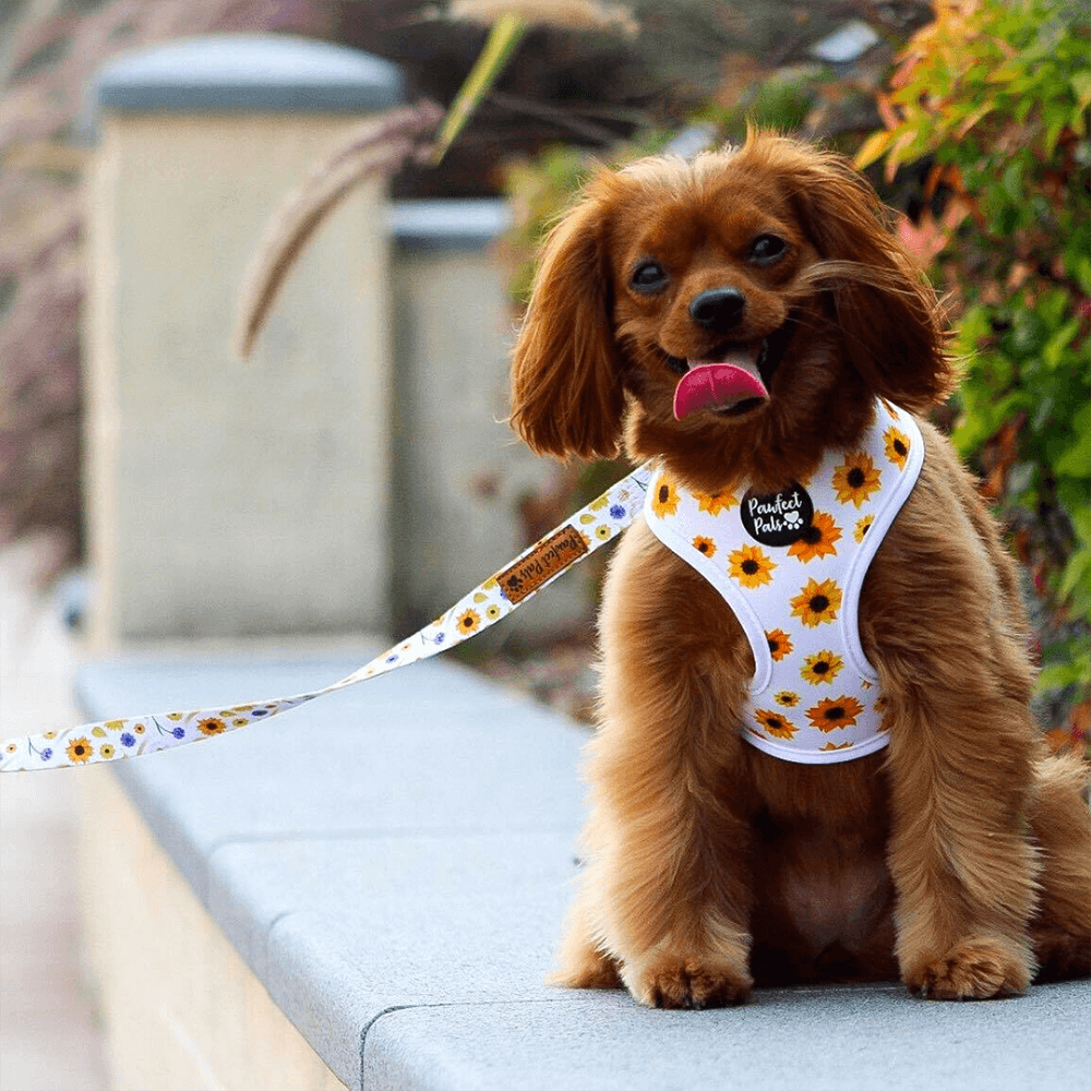 Sunshine On My Mind Reversible Harness 3 Sunshine On My Mind Reversible Harness