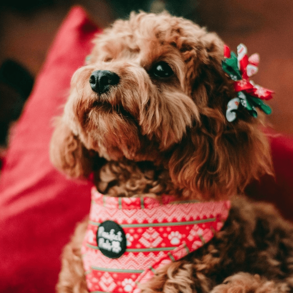 Christmas Reversible Harness 2 Christmas Reversible Harness