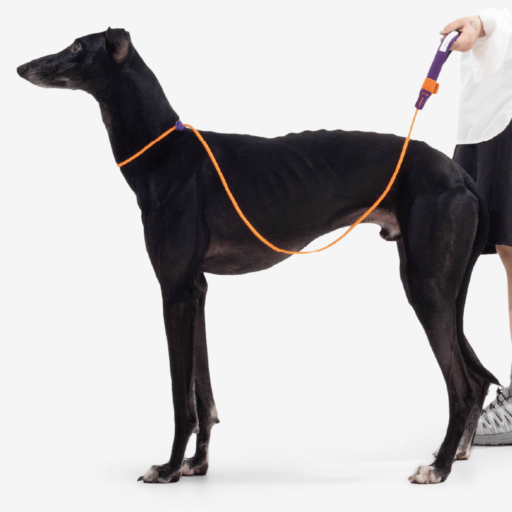 Dog Leash Neon Orange 2 Dog Leash Neon Orange