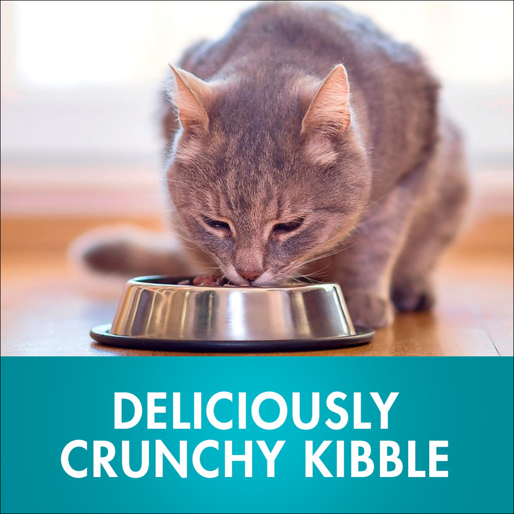 Adult Coat And Hairball Chicken Dry Cat Food 6 Adult Coat And Hairball Chicken Dry Cat Food