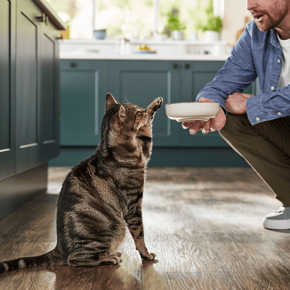 Natural Wet Cat Food Tuna Fillet With Sea Bream In Broth 8 Natural Wet Cat Food Tuna Fillet With Sea Bream In Broth