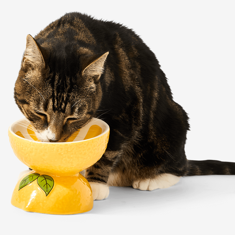 Lemon Ceramic Pet Bowl 6 Lemon Ceramic Pet Bowl