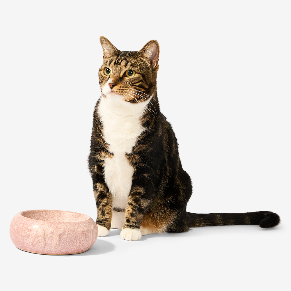Bubble Sturdy Ceramic Pet Bowl in Pink 3 Bubble Sturdy Ceramic Pet Bowl in Pink