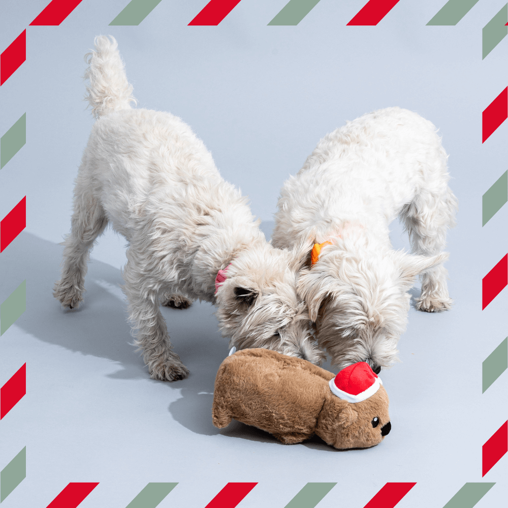 Secret Santa Little Dog Gift Box 6 Secret Santa Little Dog Gift Box