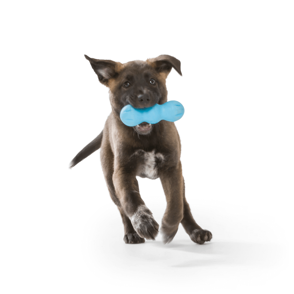 Rumpus Tough Fetch Stick Dog Toy Blue 2 Rumpus Tough Fetch Stick Dog Toy Blue