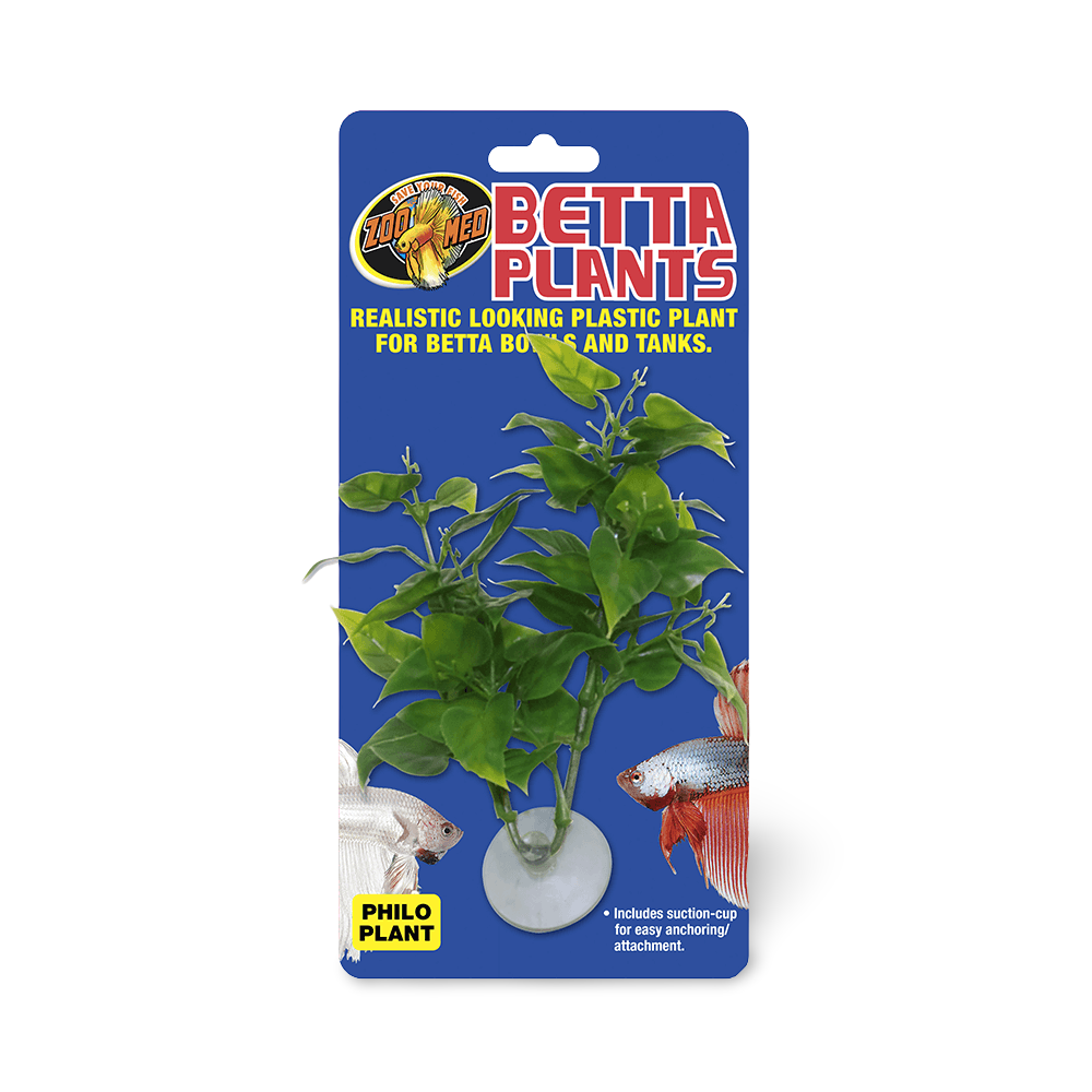 Betta Plant Philo
