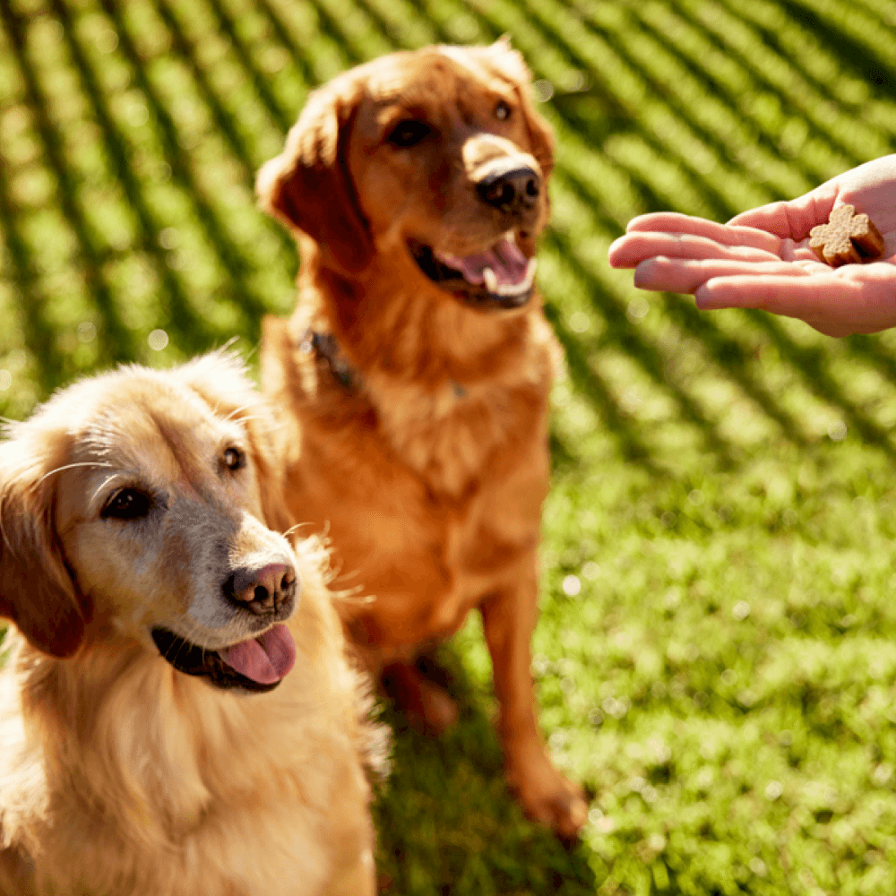 Joint Protect Chews for Dogs 4 Joint Protect Chews for Dogs