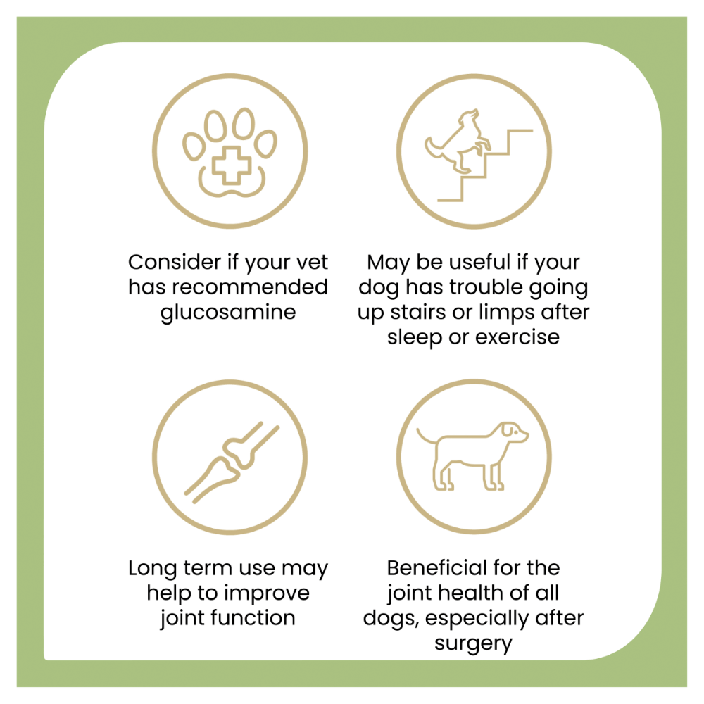 Joint Protect Chews for Dogs 5 Joint Protect Chews for Dogs