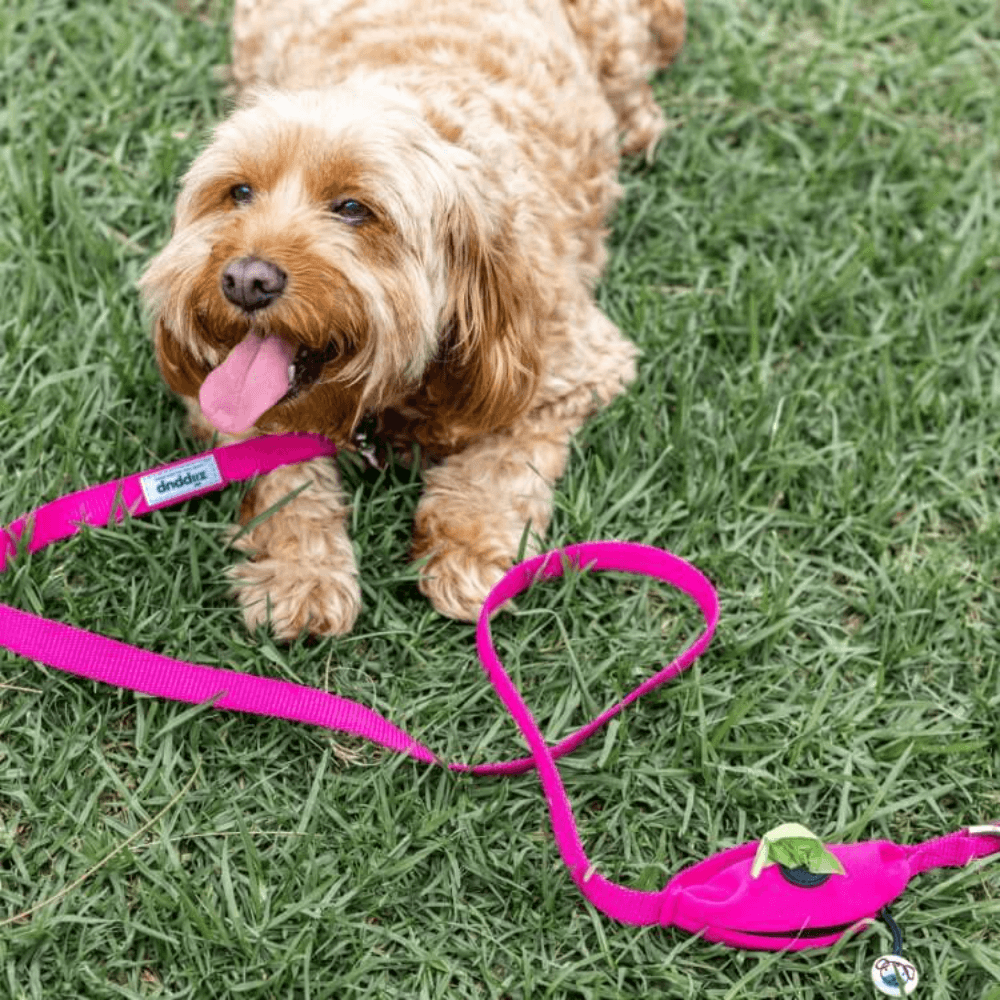 Pink Dog Lead With Poo Bag Holder 4 Pink Dog Lead With Poo Bag Holder